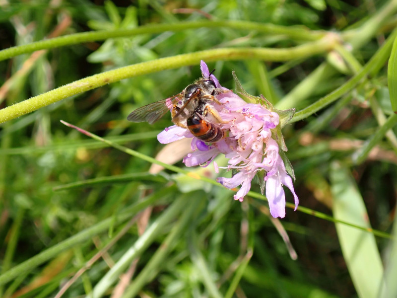 Bienen und Wespen: Bestechende Vielfalt im Günztal