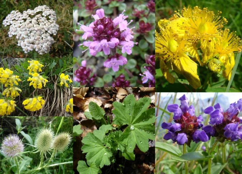 Alpenkräuter - essbar und heilsam