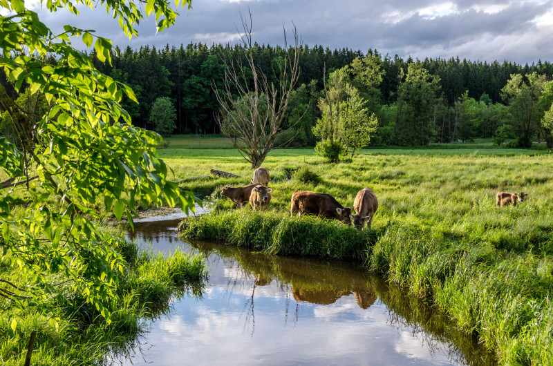 Weide, Wald & Moor in Westerheim – wie die Landschaft unser Klima prägt