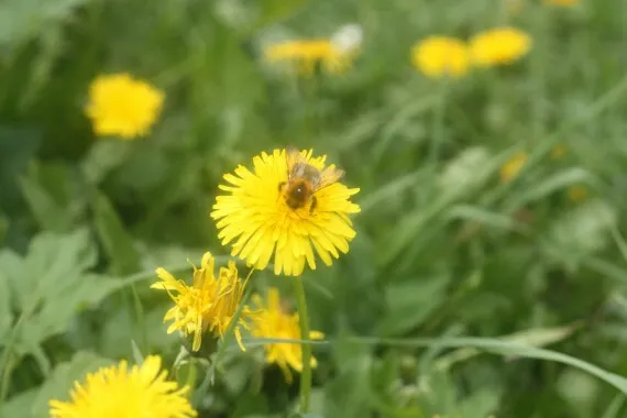 Kräutertage für Erwachsene im Kempten-Museum