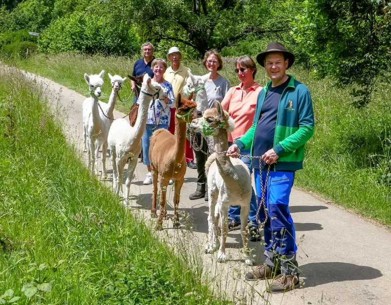 Alpaka-Wanderung in Aitrach
