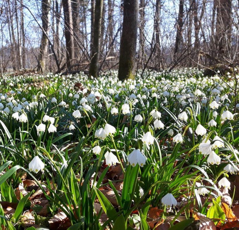 Tour zur Märzenbecherblüte am Karbach mit Naturvielfalt Westallgäu