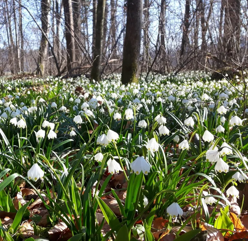 Tour zur Märzenbecherblüte am Karbach in Amtzell
