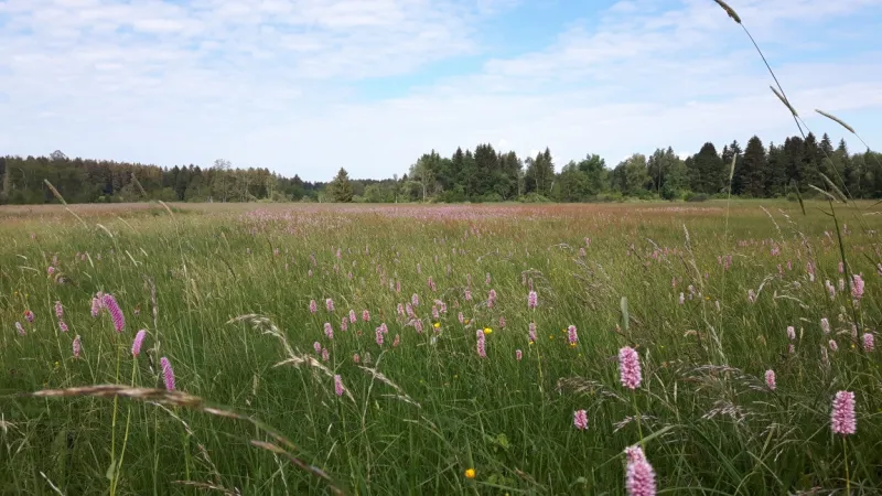 Feuchtwiesenführung in den Bodenmösern bei Isny