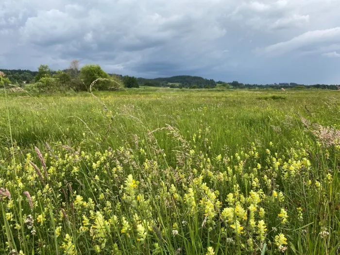 Feuchtwiesenblüte in den Bodenmösern bei Isny