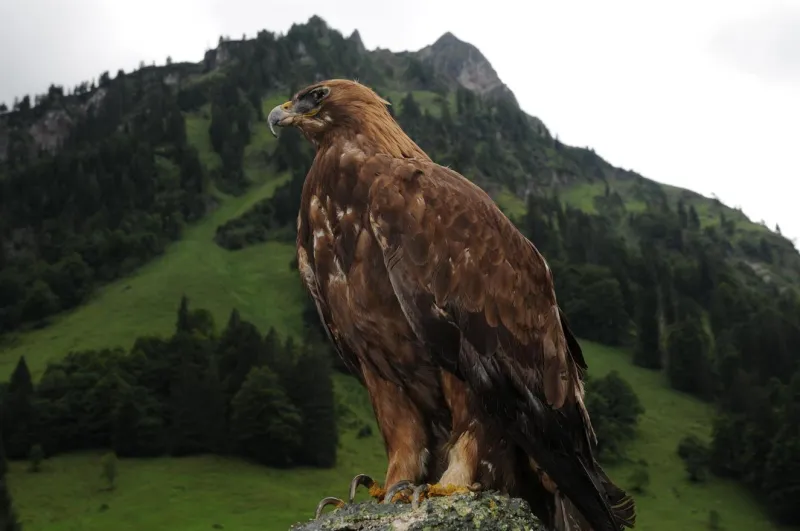 Allgäu Big Five - Steinadler im Hintersteiner Tal