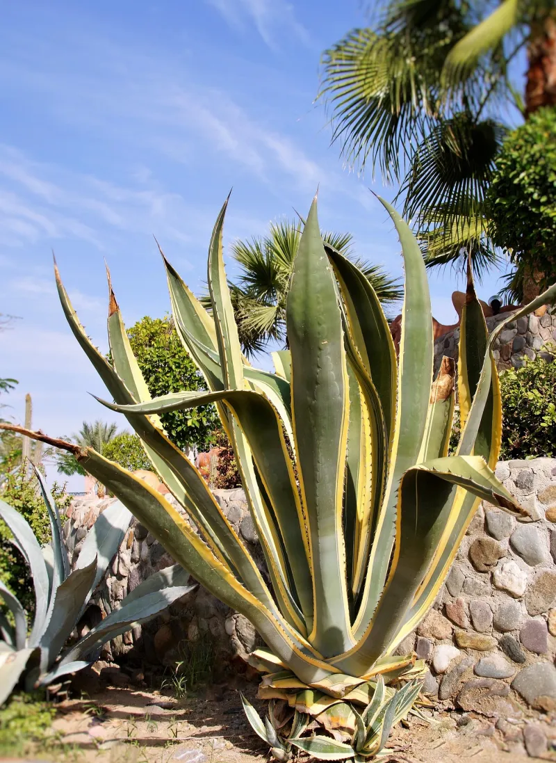 Aloe-vera-Vortrag im Naturheiltreff Kempten
