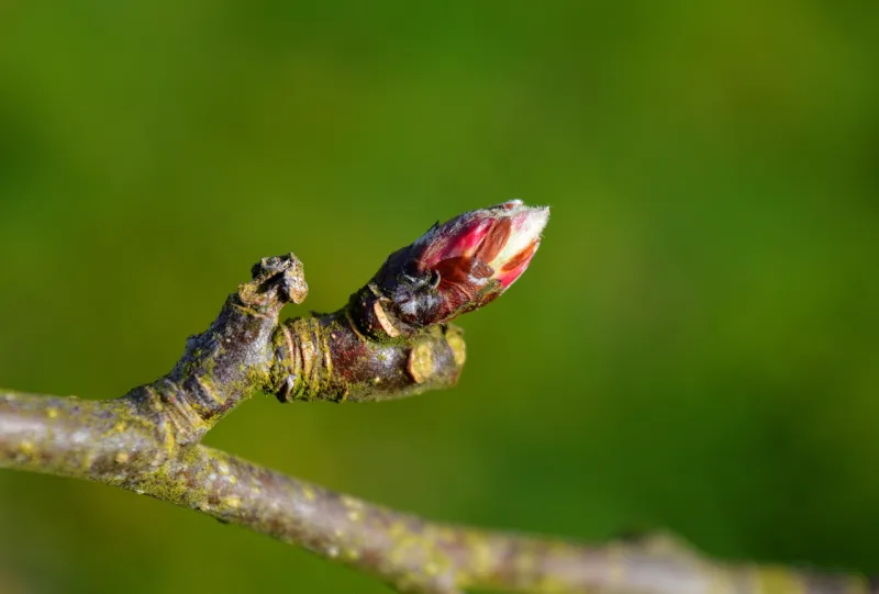 Bäume und Sträucher im Winterkleid am Biberhof