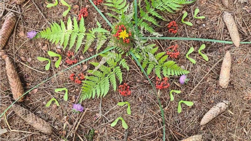 Baumbegegnungen im Jahreskreis