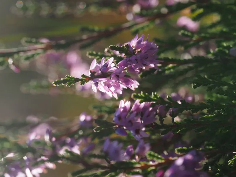 Besenheideblüte Taufach-Fetzach-Moos