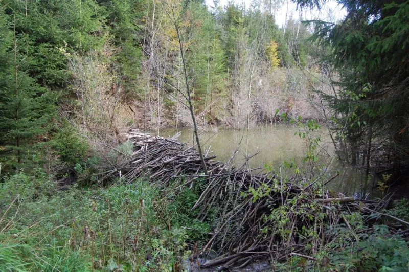 Biberführung - Spuren des großen Nagers entdecken