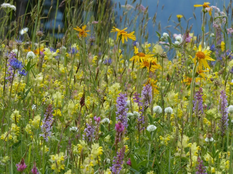 Grundausbildung Feldbotanik am Biberhof Sonthofen