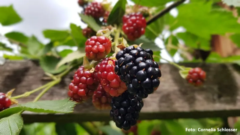 Beerenobst schneiden im Biberhof Sonthofen