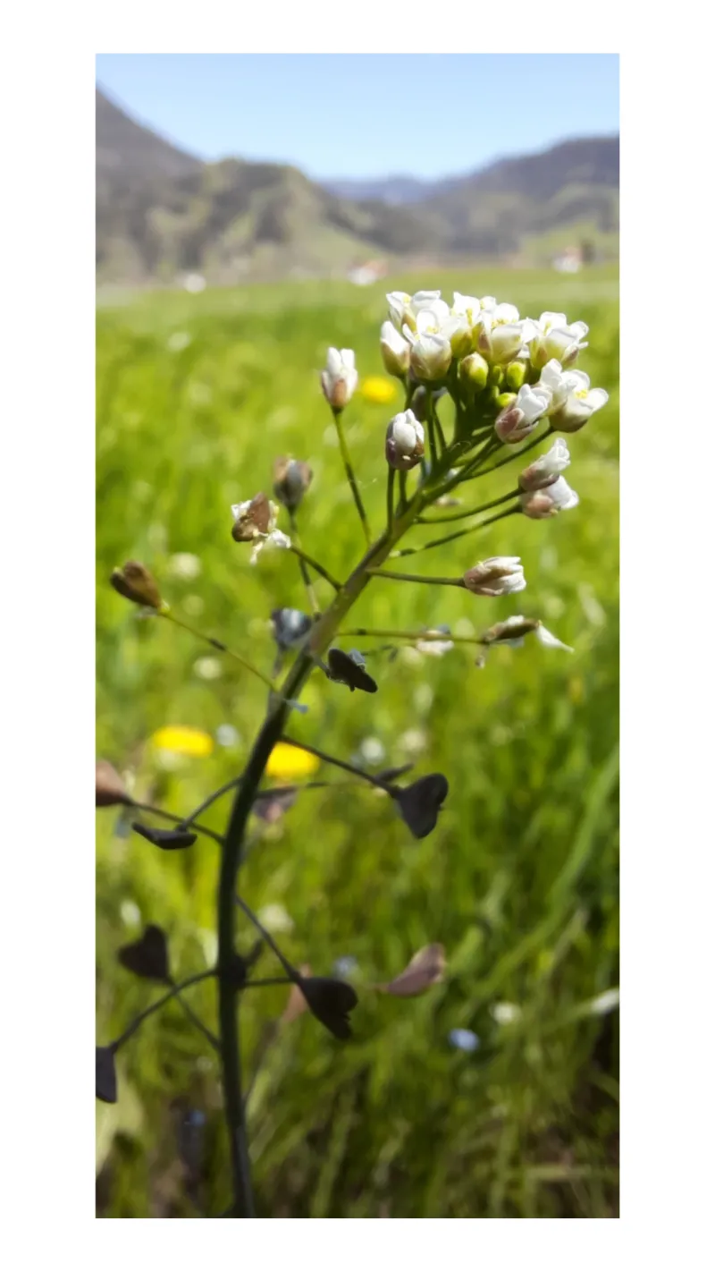 Kräuterwanderung in Sonthofen