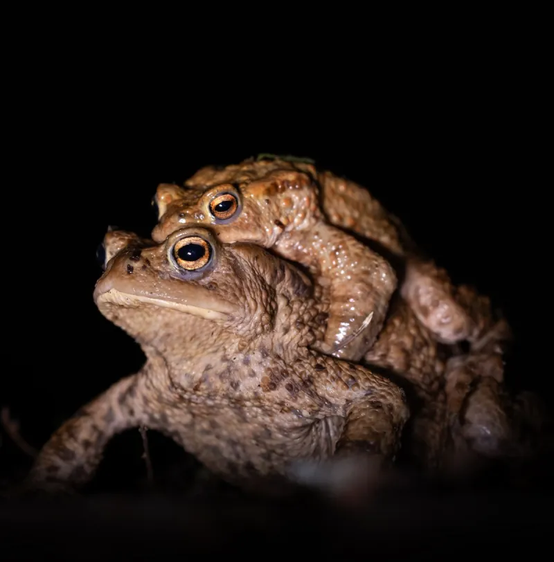 Frühblüher und Amphibien bei Ratzenried