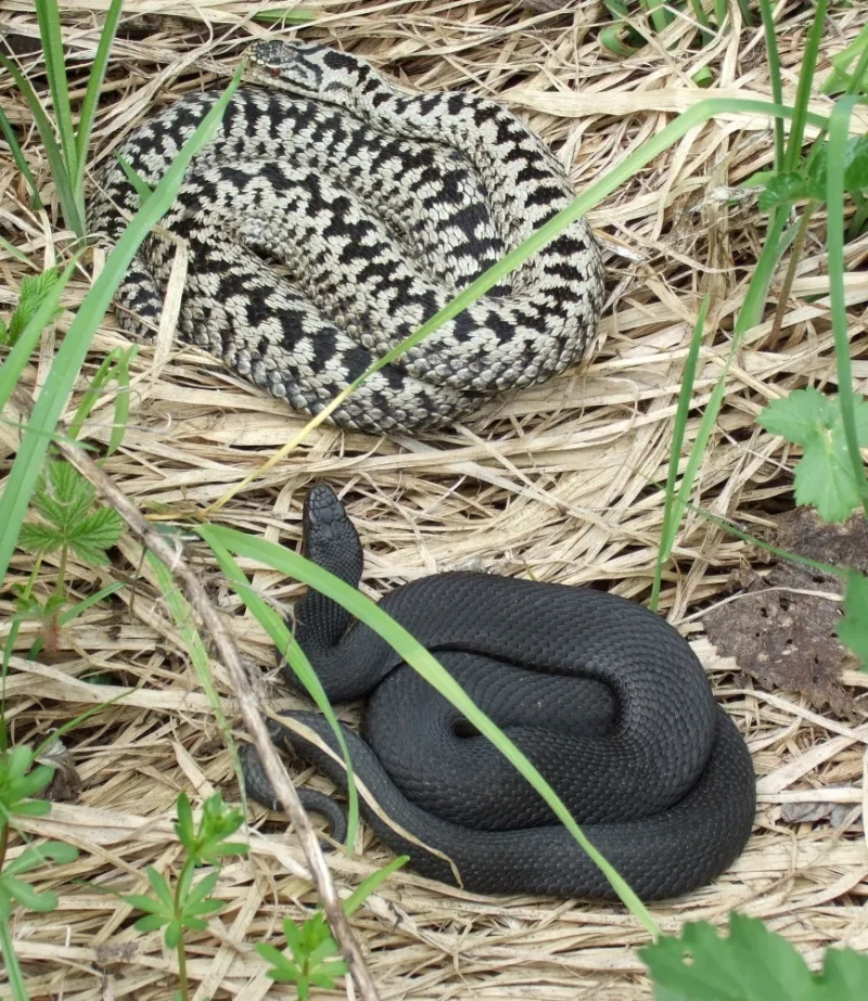 Naturerlebnis im Arrisrieder Moos bei Kißlegg