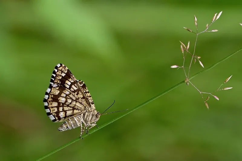 Insektenbestimmung im Biberhof Sonthofen