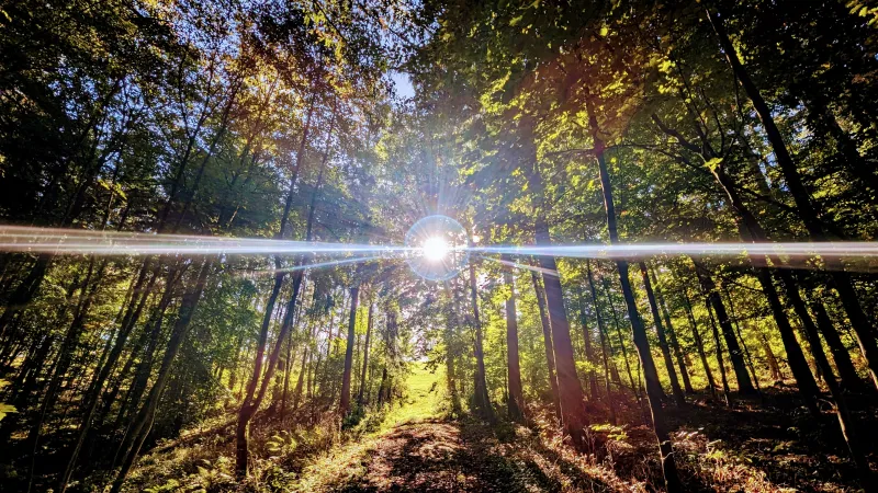 Waldführung mit dem Waldexperten Gerhard Rohrmoser