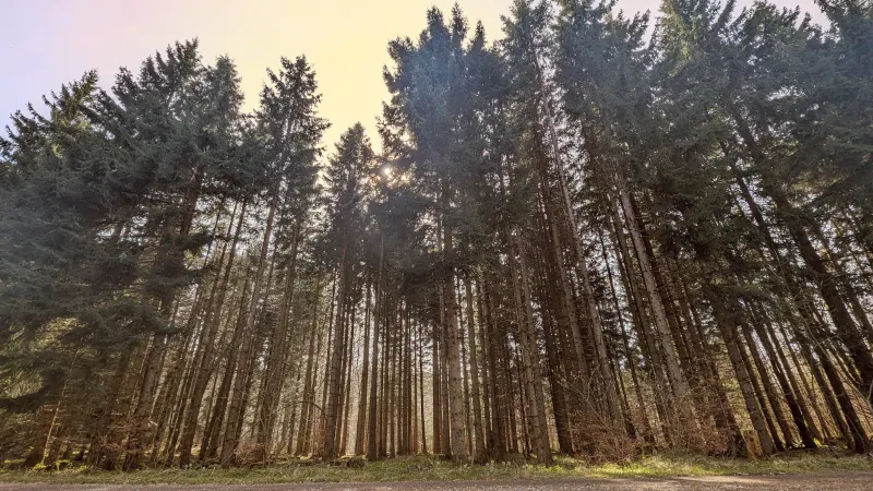 Buchenwälder - Vielfalt und Schönheit im Faulenbacher Tal