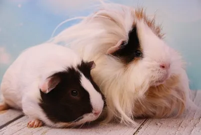Kleintierschau in der Vereinshalle in Isny