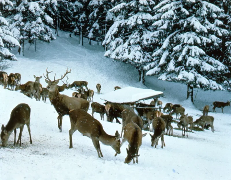 Busausflug zur Wildfütterung - Zu Besuch bei Familie Hir…