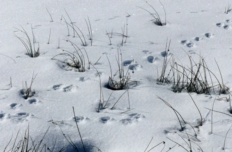 Spurensuche – Reh, Fuchs & Co entdecken in Nesselwang