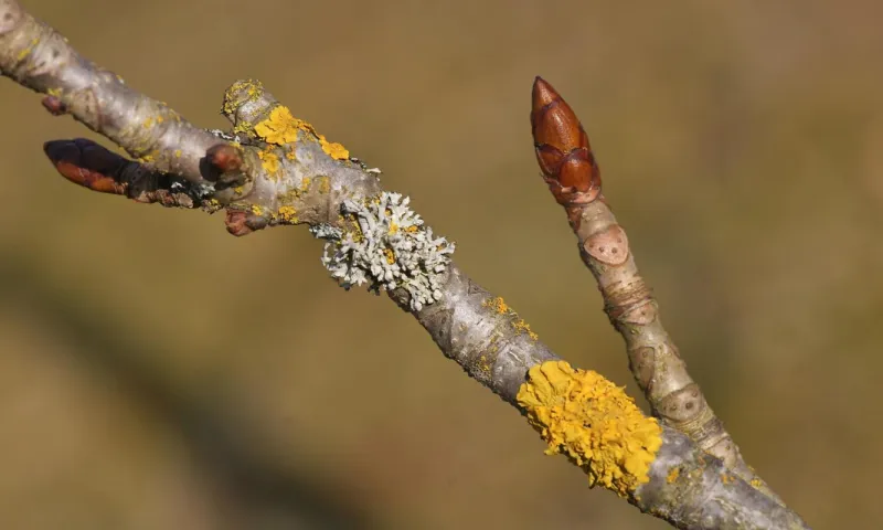 Bäume und Sträucher im Winterkleid in Sonthofen