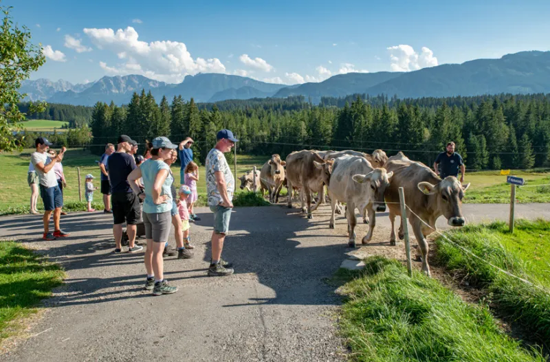 Kinder-Ferienprogramm  Bauernhofbesuch