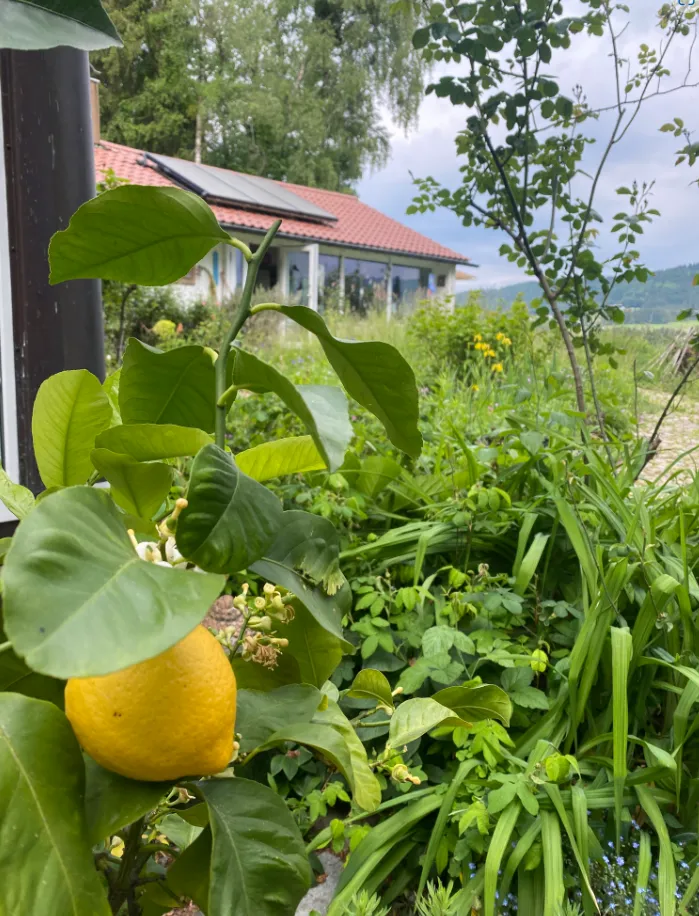 Sommer Kunst Genuss Markt in Sigmarszell