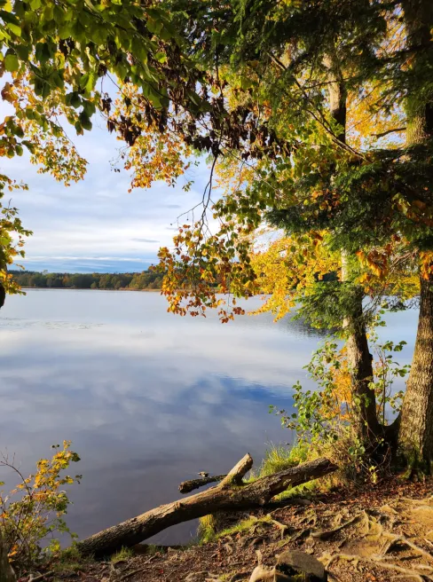 Weiher, Wald und Wild bei Immenried