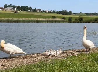 Mizu & Reiki am Sachsenrieder Weiher