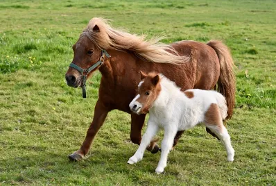 Ponyzeit in Grünenbach
