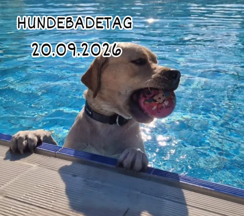 Hundebadetag im Freibad