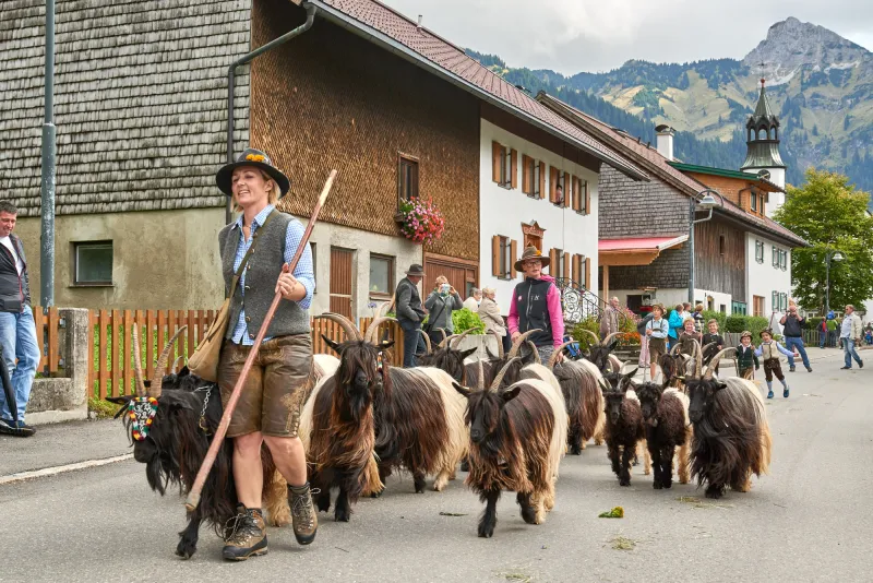 Almabtrieb in Nesselwängle im Tannheimer Tal