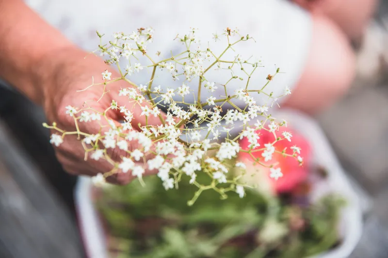 Wildkräuterführung rund um Sulzberg mit Olga Haußmann