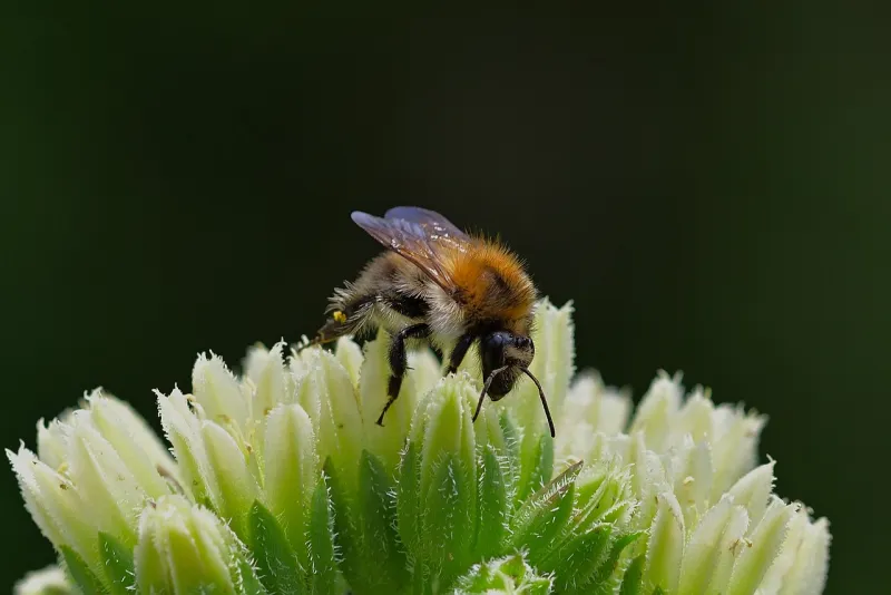 Wildbienen-Fortbildung im Biberhof Sonthofen