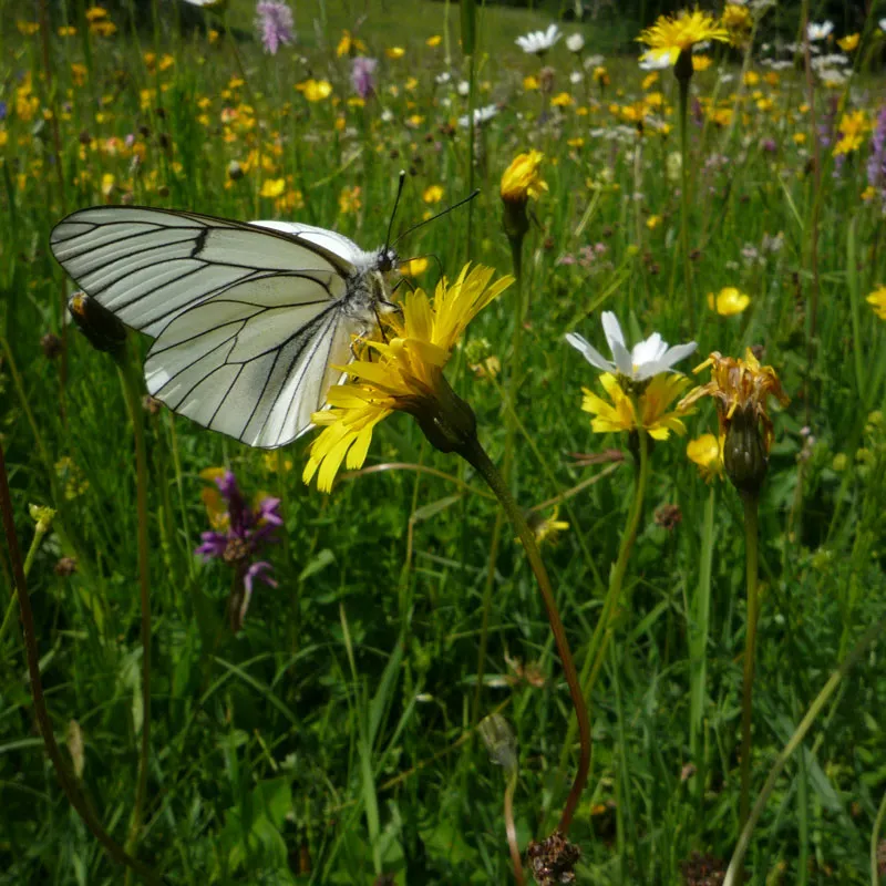 Infostand zu Artenvielfalt und Klimaanpassung in Kempten