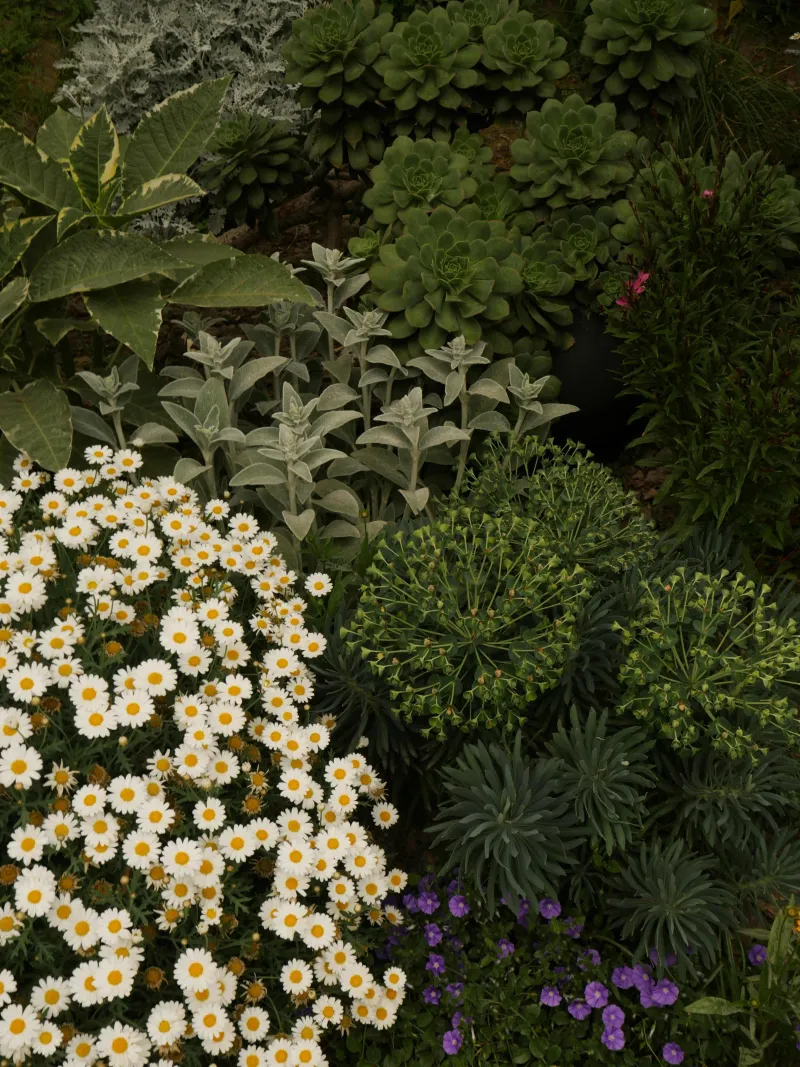 Heimische Wildkräuter - Workshop in Weitnau