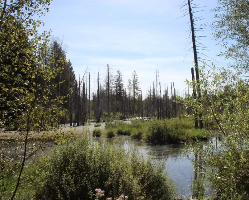 Abendstimmung im Arrisrieder Moos 🌾🌙🦉