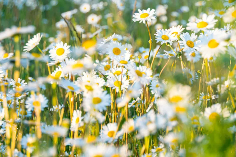 Kräuterwanderung in Weitnau