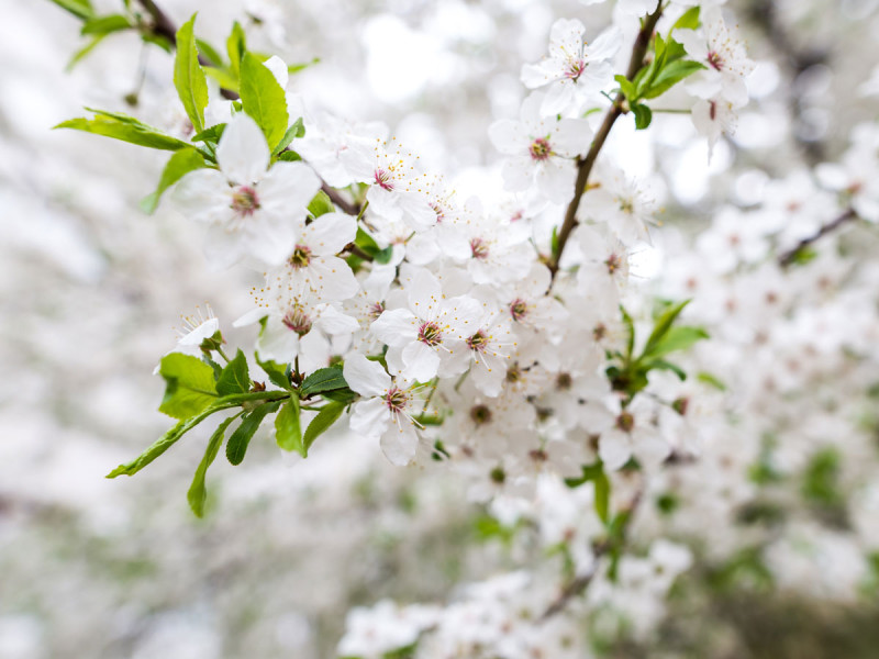 Allergie im Anflug – Was tun, wenn die Pollen wieder unterwegs sind?