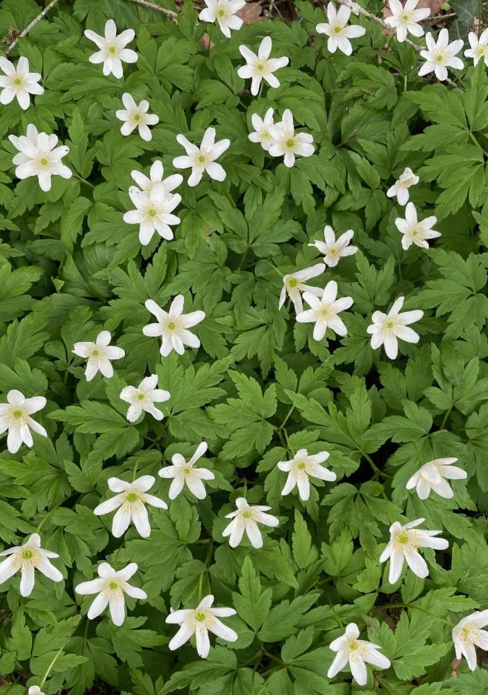 Frühblüher im Quellgebiet Weissenbronnen erleben