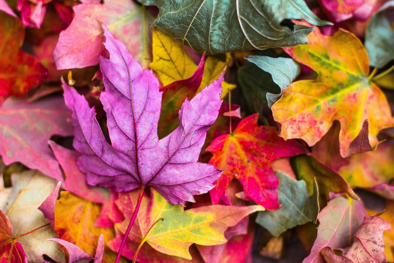 Herbstmarkt in Sonthofen