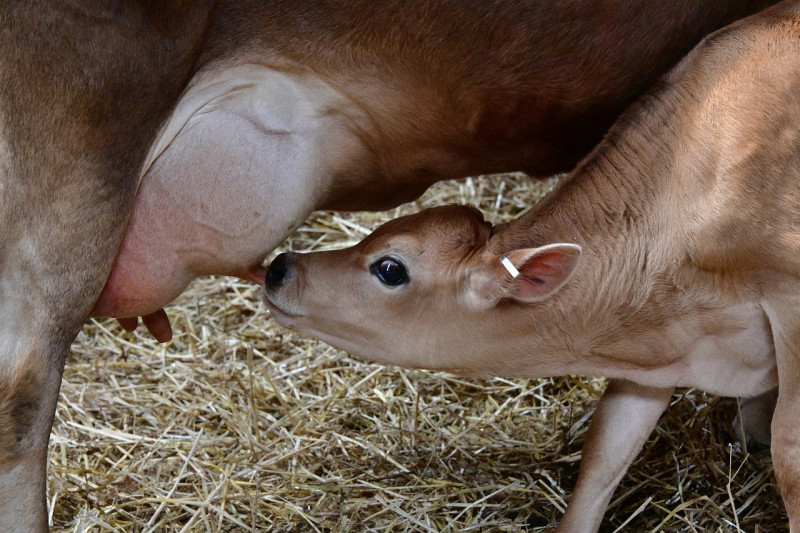 Homöopathie für Rinder – Mastitis und Eutergesundheit (online)