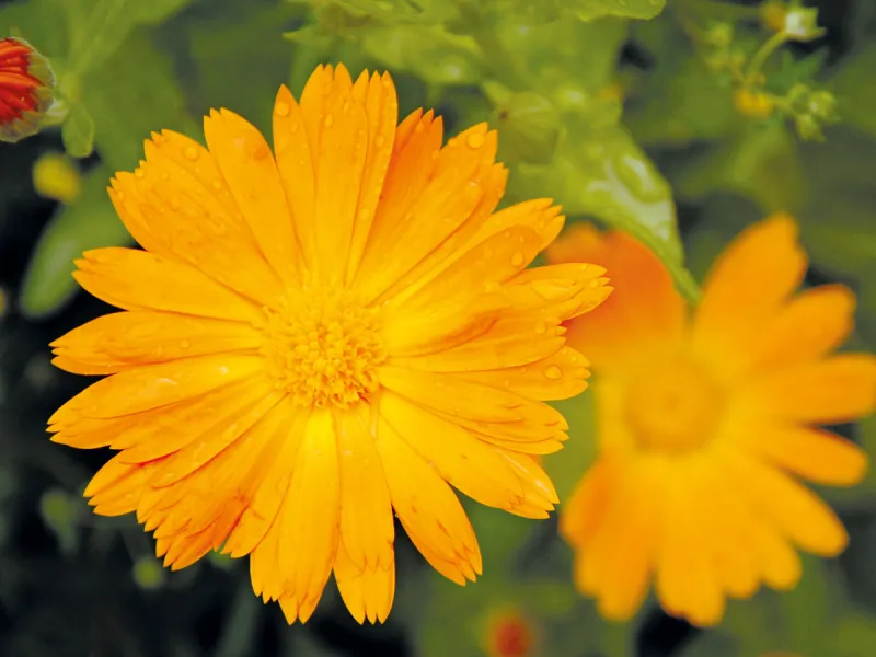 Duft- und Heilpflanzen fürs Mutterwerden (online)