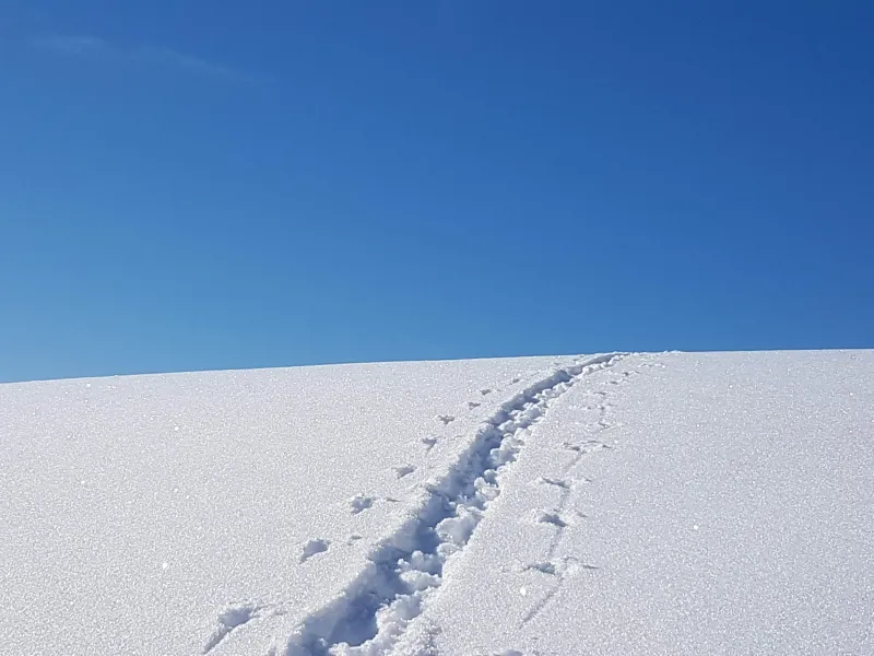 Lawinenkurs für Schneeschuhgeher im Allgäu