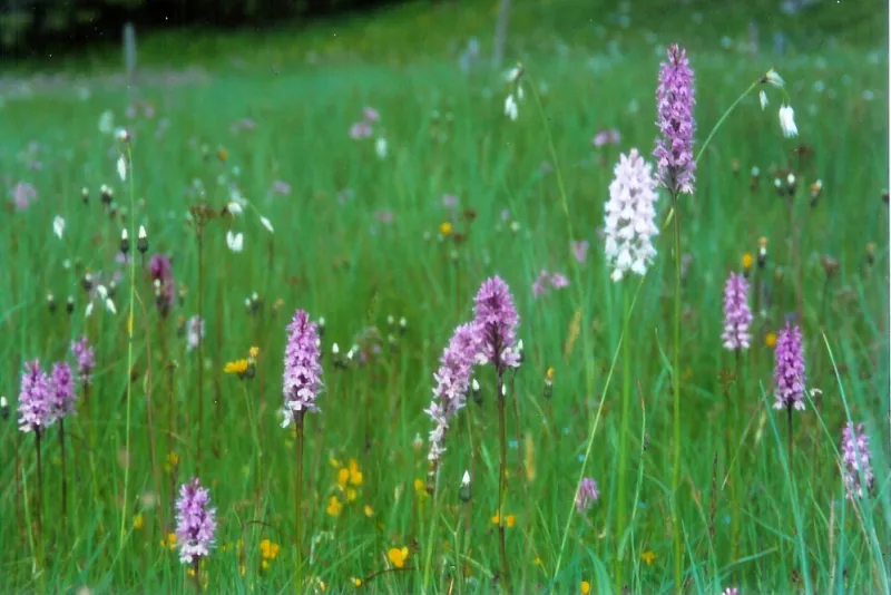 Faszination Höllwies