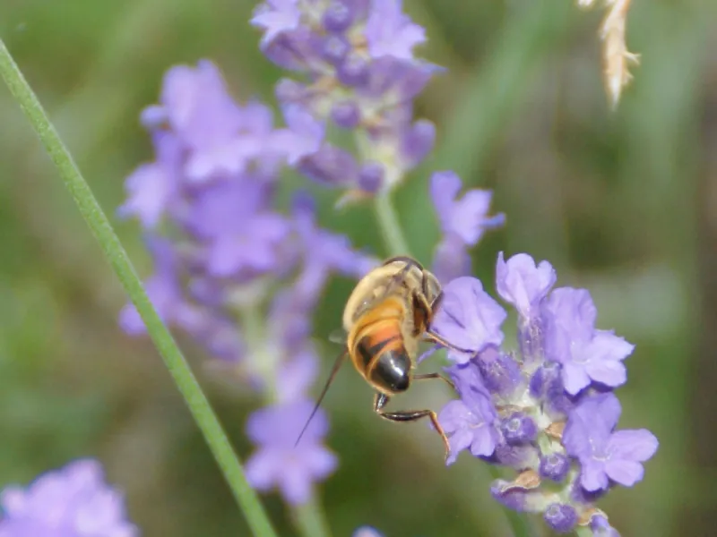 Die fünf Säulen der klassischen Naturheilkunde