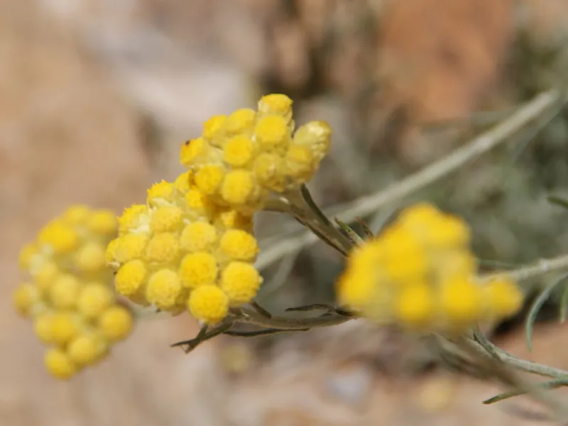 Gute Laune, wacher Geist mit Pflanzenstoffen