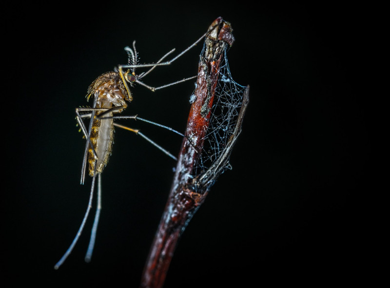 Duft- und Heilpflanzen für die Sommer- und Insektenzeit mit Ingeborg Stadelmann (online)